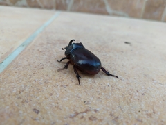 Oryctes nasicornis ameliae