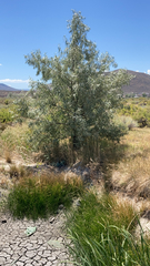 Elaeagnus angustifolia