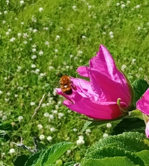 Bombus