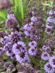 Mentha pulegium