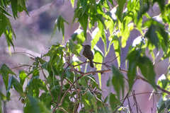 Myiarchus tuberculifer