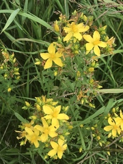 Hypericum perforatum