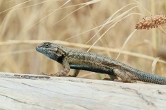 Sceloporus occidentalis becki