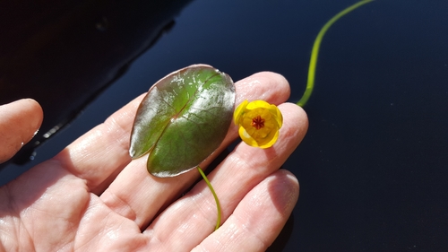 Image of Nuphar microphylla by (c) Norma Malinowski, some rights reserved (CC BY)