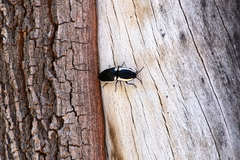 Chalcolepidius apacheanus