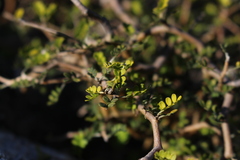 Sophora prostrata