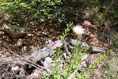 Cirsium arizonicum