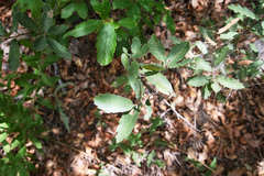 Quercus emoryi