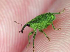 Parethelcus pollinarius
