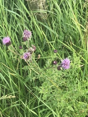 Cirsium arvense