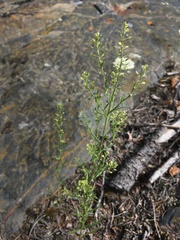 Lepidium ramosissimum