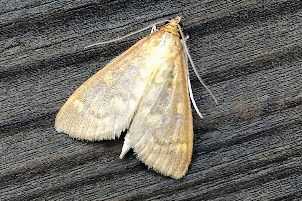 Orange-toned Mecyna