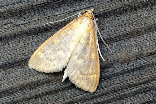 Orange-toned Mecyna