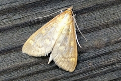 Mecyna submedialis