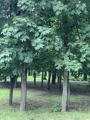 Acer platanoides