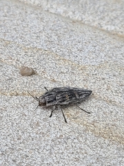 Buprestis consularis