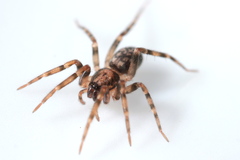 Liocranum