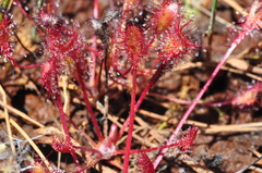 Drosera × obovata