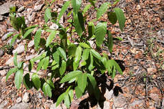 Quercus hypoleucoides