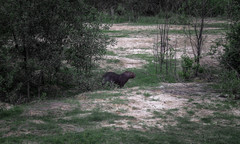 Hydrochoerus hydrochaeris