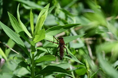 Diogmites basalis