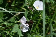Diogmites basalis