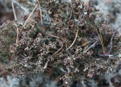 Cladonia cenotea