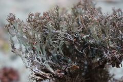 Cladonia cenotea