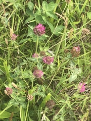 Trifolium pratense