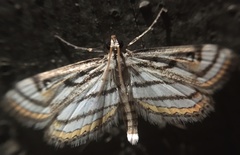 Parapoynx badiusalis