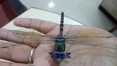 Anax immaculifrons