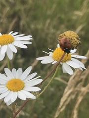 Coccinella septempunctata