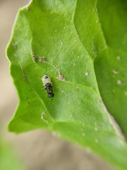 Nemotelus pantherinus