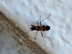 Beosus quadripunctatus