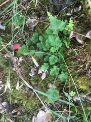 Heuchera micrantha diversifolia