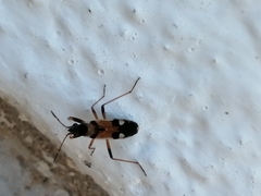 Beosus quadripunctatus