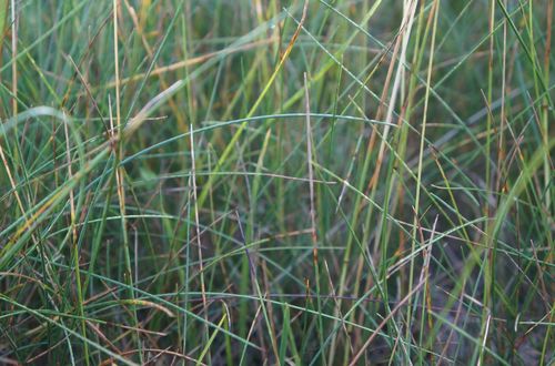 Festuca rubra
