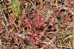 Drosera × obovata
