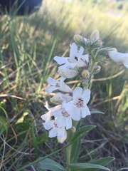 Penstemon albidus