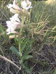 Penstemon albidus