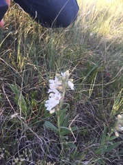 Penstemon albidus