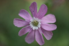 Silene dioica