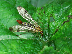 Panorpa cognata