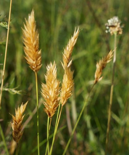 Kvapioji gardūnytė nuotrauka