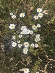 Tripleurospermum inodorum