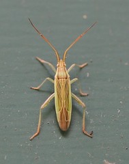 Stenodema calcarata