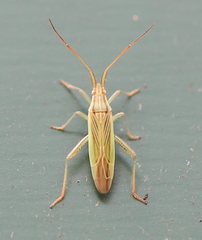 Stenodema calcarata