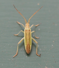 Stenodema calcarata