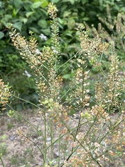 Lepidium ruderale