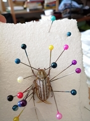 Anoxia australis